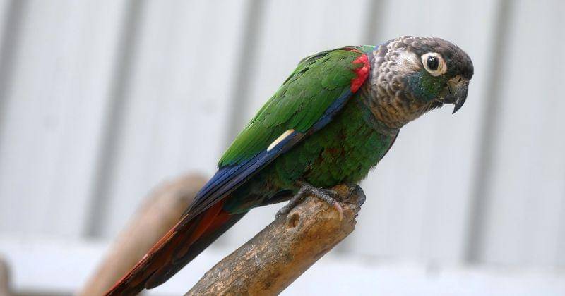 Pexels/JebakumarSamuel